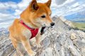 山登りを『2匹の柴犬…の画像