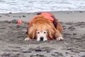 海から帰りたくない…の画像