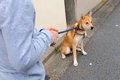 しぶしぶ散歩に行く…の画像