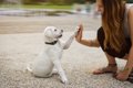 犬に「ハイタッチ」…の画像