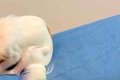 散歩嫌いな犬に『お…の画像