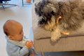 0歳の赤ちゃんとお兄…の画像