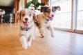 犬が『急にダッシュ…の画像