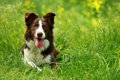 犬が『雑草』を食べ…の画像