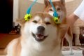 コロコロでマッサー…の画像