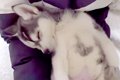 8年間、大型犬を一緒…の画像