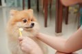 犬が『歯磨きを拒否…の画像