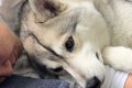 『夫と大型犬がイチ…の画像