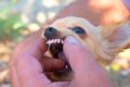 犬の『口腔内トラブ…の画像
