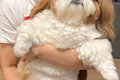 動物病院で『獣医が…の画像