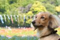 聞いたことある？犬…の画像