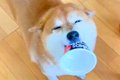 ニコニコ笑顔の犬が…の画像