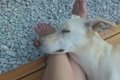 愛犬が足元で寝る心…の画像