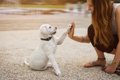 子犬の首輪 いつから…の画像