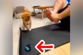 ボールで遊ぶ犬→筋ト…の画像