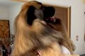 ギャルが『超大型犬…の画像