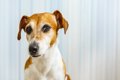 犬から『馬鹿にされ…の画像