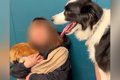 体重20キロの犬→小型…の画像