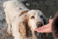 犬が鼻でツンツンし…の画像