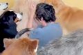 大型犬カフェに『元…の画像