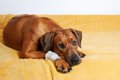 犬の『悲惨な事故』5…の画像