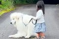 ２歳の女の子と超大…の画像