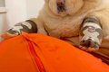 大型犬に『靴下』を…の画像