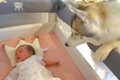 赤ちゃんが生まれ、…の画像