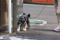 犬が電柱の匂いを嗅…の画像