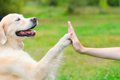 やはり犬は人間にと…の画像