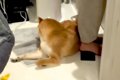 ドライヤーの音で『…の画像
