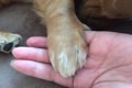 犬の爪切り頻度｜切…の画像