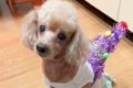 飼い主を亡くし『毎…の画像