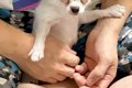 友人が『子犬を飼い…の画像