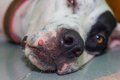 犬の体に『しこり』…の画像