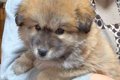 タヌキのようにコロ…の画像