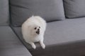 犬が突然『攻撃的』…の画像