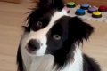 世界一知能が高い犬…の画像