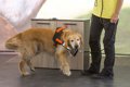 働く犬の適性を調査…の画像