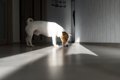犬が『家の床を舐め…の画像