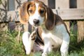 犬が『体を掻いてい…の画像