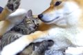 犬が『子猫に甘えら…の画像