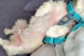 散歩が大嫌いな犬が…の画像