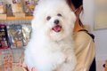 トリマーに犬をあず…の画像
