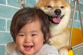 犬とブランコで遊ん…の画像