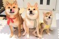 犬の3兄弟の『赤ちゃ…の画像