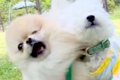 呼ばれた犬が走って…の画像
