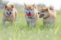 犬が成長すると『性…の画像