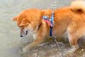 海の波打ち際で『好…の画像