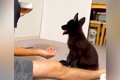 子犬と『おての練習…の画像